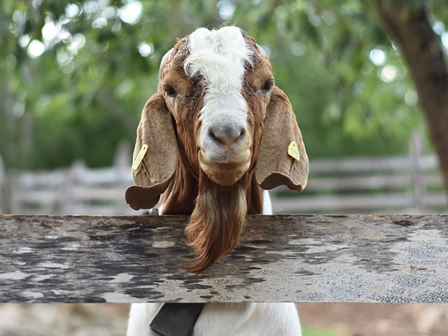 Venta de chivo en pie (promedio 10 kg)